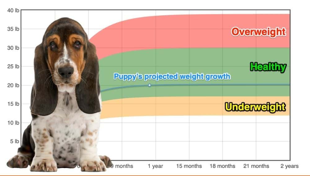 Average weight of basset hot sale hound